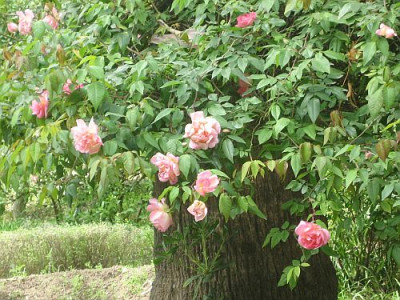 NotoStadtpark_unbek._Rose_c.jpg