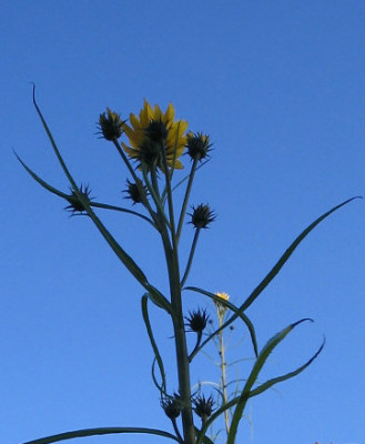 Helianthus_salic._Oktober_1_1_1.jpg