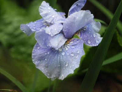 Iris sibirica  'Über den Wolken' 1994 Tamberg P6050542.JPG
