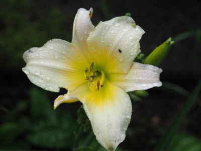 'Ice Trumpets' 2007 Huben P6050548.JPG