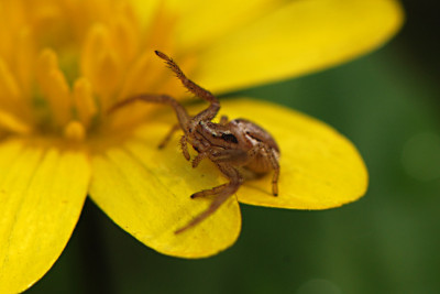 Jungkreuzspinnchen.jpg