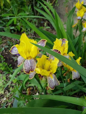 Iris variegata.jpg