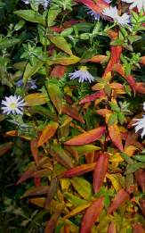 Herbstfaerbung_Aster_1_2_1.jpg