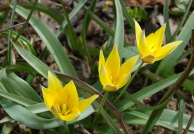Wildtulpe_Urumiensis_S_21526_92.jpg