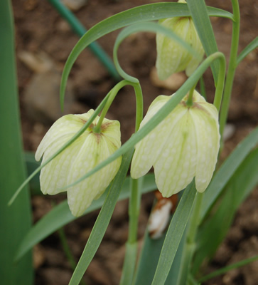 Schachbrettblume_M_21458_95.jpg