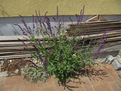 IMG_7125_Fugengarten_2Juni2022_.jpg