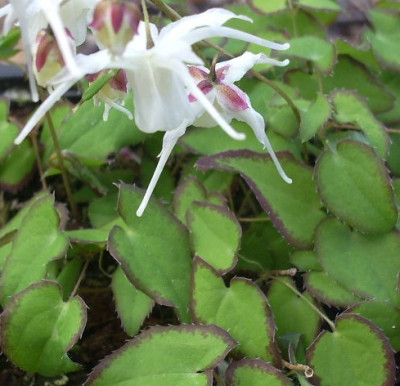 Epimedium_grandiflorum_var._higoense_Bandit.JPG