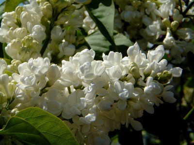 Flieder-April-08.jpg