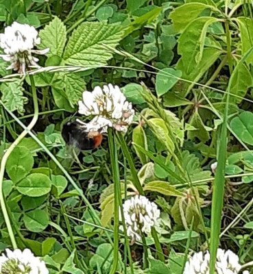 20220531_165014steinhummel.jpg