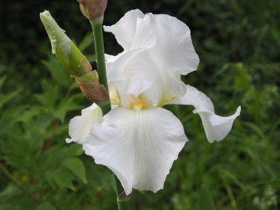 weiße Iris mit vielen Namen b P5240428.JPG