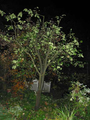 quittenbaum_gesamt_nacht1.jpg