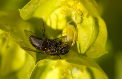 Krabbenspinne-mit-Opfer.jpg