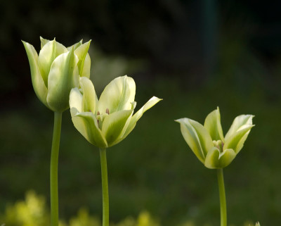 Tulpe-Spring-Green-Mitte.jpg