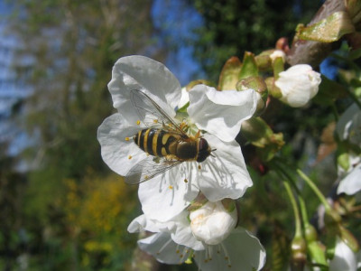 SchebfliegeKirschbluteApril2008.JPG