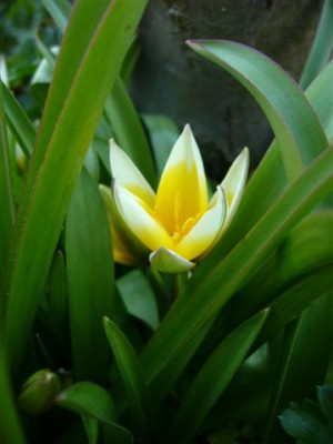 Wildtulpe.2008.JPG