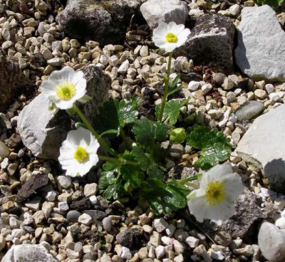 Ranunculus_alpestris_2008-04-20.JPG