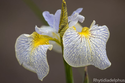 Iris_Ally_Oops_2993_800_sRGB.jpg