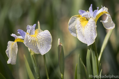 Iris_Ally_Oops_3260_800_sRGB.jpg