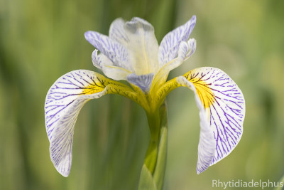 Iris_Roys_Repeater_3290_800_sRGB.jpg