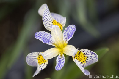 Iris_Roys_Repeater_3298_800_sRGB.jpg