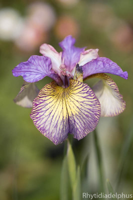 Iris_Carnivalito_2922_800_sRGB.jpg