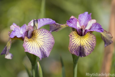 Iris_Carnivalito_3157_800_sRGB.jpg