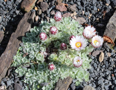 Helichrysum milfordiae22-4.jpg