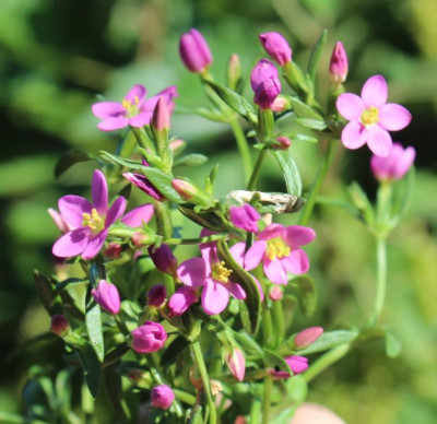 Centaurium chloodes22-1.jpg