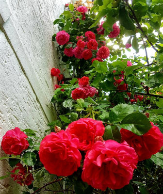 20220606_123358.jpg