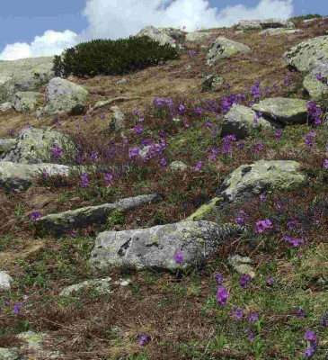 Primula_amoena_Bestand.jpg