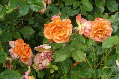 Landesgartenschau Beelitz 2022 322.jpg