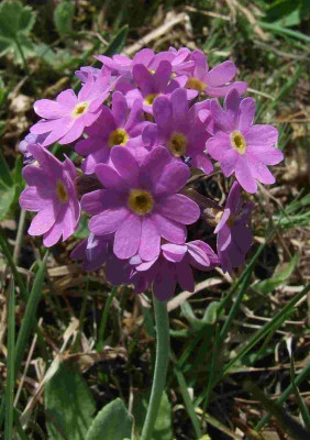 Primula_algida.jpg