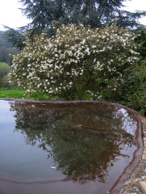 teich_magnolia_9811.jpg
