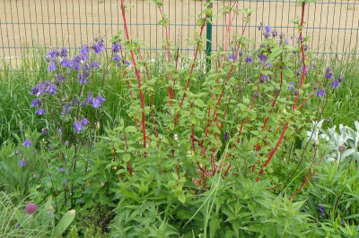 Landesgartenschau Beelitz 2023 251.jpg