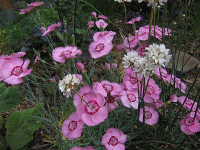 IMG_7223_Nelke+Armeria_6Juni2022_.jpg
