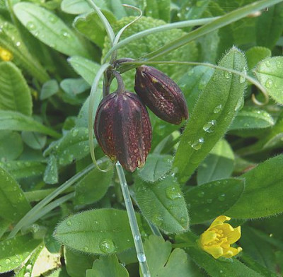 Fritillaria_montana_fars_2008.jpg