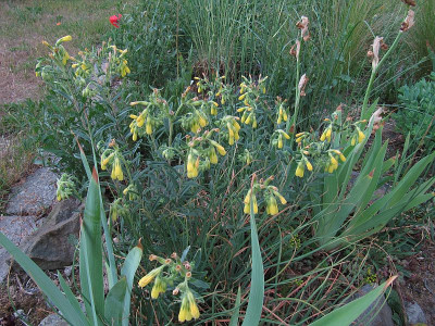 IMG_7237_Wiesenbeet_Onosma_6Juni2022_.jpg