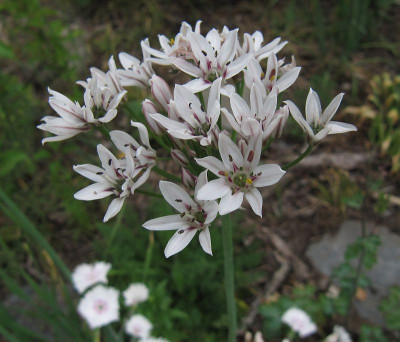 IMG_7227_Allium_nigrum_6Juni2022_.jpg