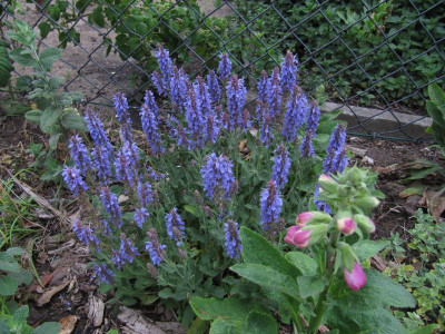 IMG_7231_Salvia_Blauhuegel_6Juni2022.JPG