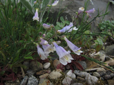 IMG_7178_Penstemon_hirsutus_Pygmaeus_6Juni2022.JPG