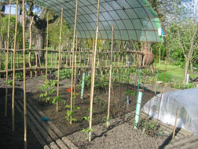 TomatenApril2008_091.jpg