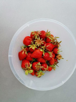 Fraises_20220606.jpg