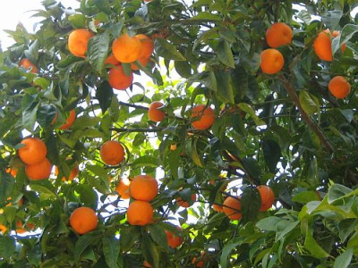 Orangen_b.jpg