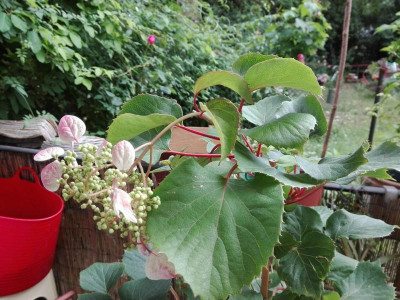 Hydrangea Roseum1.jpg