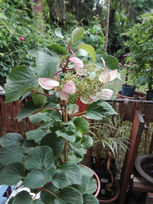 Hydrangea Roseum2.jpg