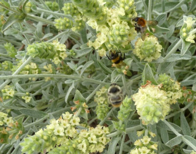 Bergtee-Bienen1.jpg