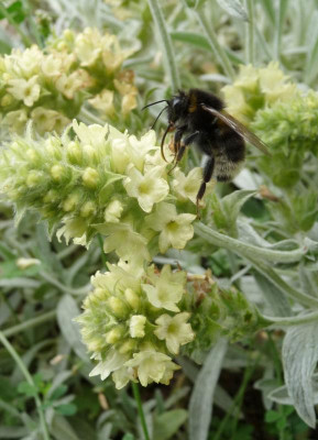 Bergtee-Hummel1.jpg