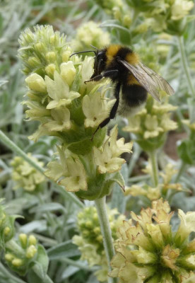 Bergtee-Hummel2.jpg
