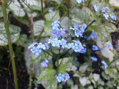 brunnera-silber.jpg