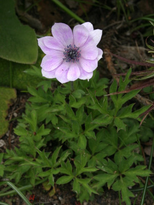 IMG_3644_eAnemone_species.JPG